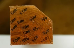 Misurazioni e annotazioni su una sezione di tronco